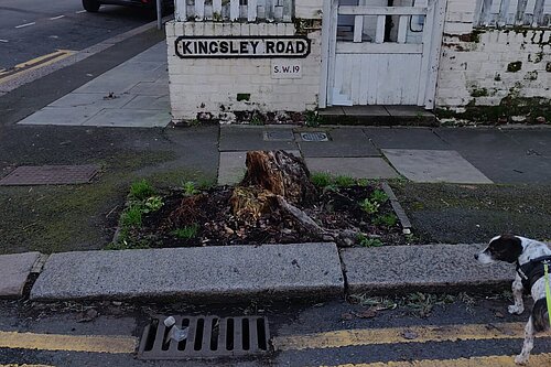 Merton's missing street trees