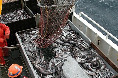 Fishing boat with caught fish