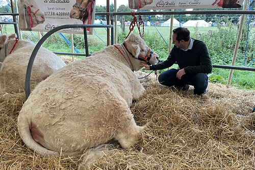 Danny stroking a cow at the Alresford Show